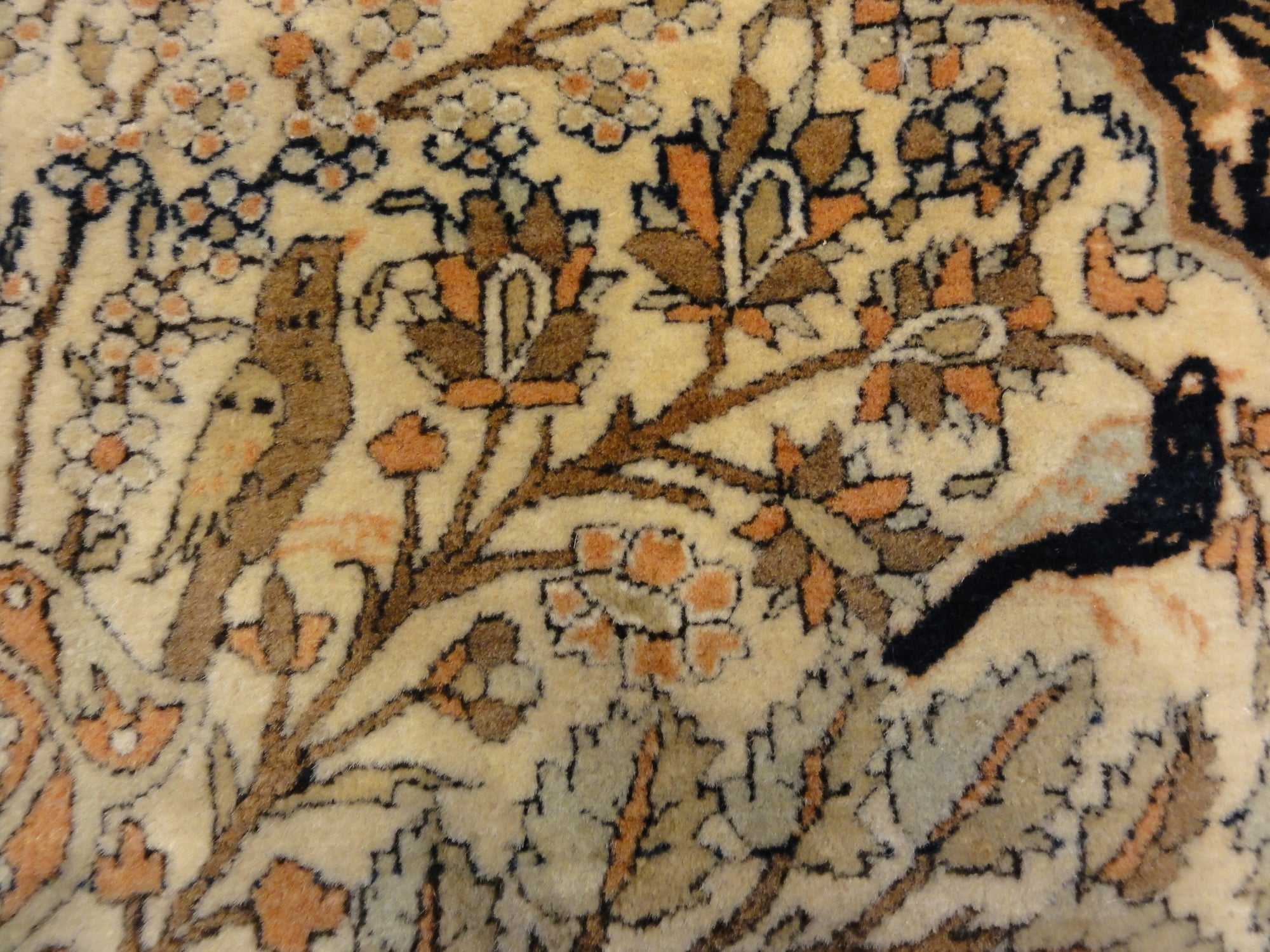 Mohtasham 29237